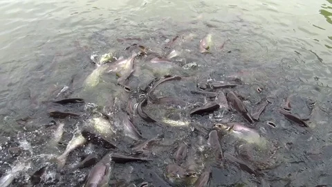 Striped catfish feeding. Video stock 74088595