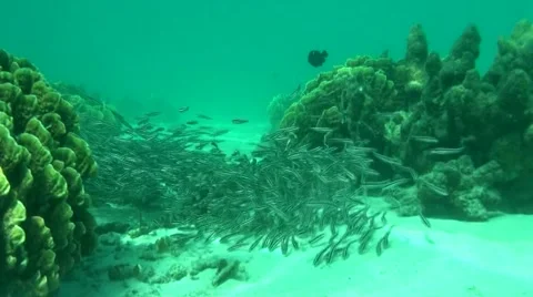 Striped Catfish Stock Footage 45731417