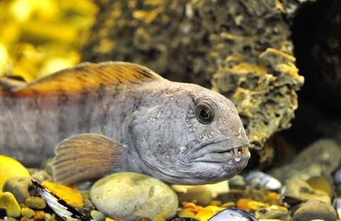 Striped Catfish Foto stock