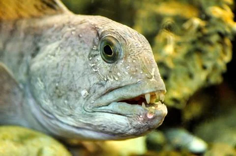 Striped catfish Stock Photos