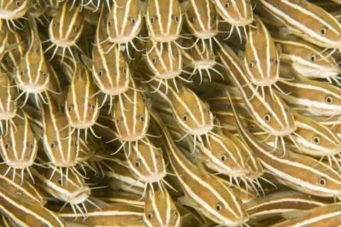 Striped catfish Stock Photos