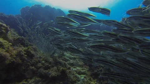 Striped Catfish School. Colourful Eel Tail Catfishes Schooling.  Marine Life Stock Footage 115848349