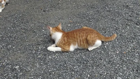 Striped cats playing on the ground. 스톡 동영상 78978518