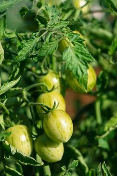 Striped Cherry Tomatoes Stock Photos