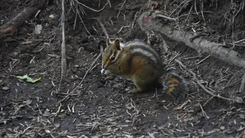 Striped chipmunk holding food on forest floor near Mirror Lake Stock Footage 345302589