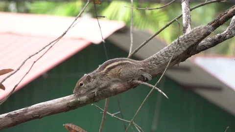 Striped chipmunk or tropical squirrel on a tree branch, close-up Stock Footage 296246010