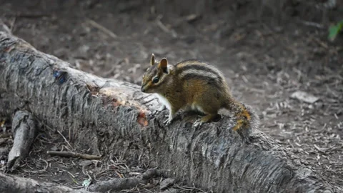 Striped chipmunk perched on fallen trunk near Mirror Lake Stock Footage 345301511