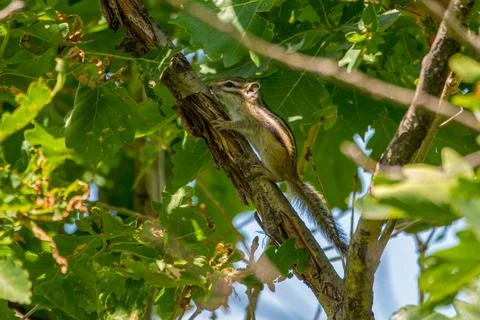 A striped chipmunk sits on a tree trunk. Stock Photos