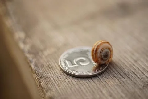 Striped clam shell sitting on a silver coin on a wooden table Stock-Fotos