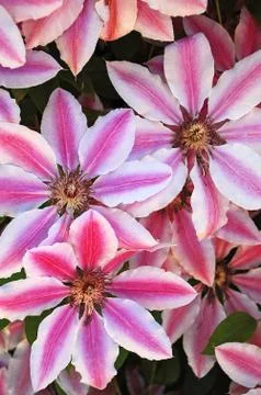 Striped clematis Stock Photos