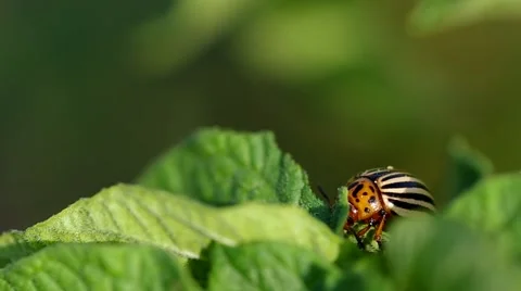 Striped colorado beetle Stock Footage 51643734