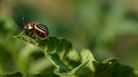 Striped colorado beetle Stock Footage 51643836