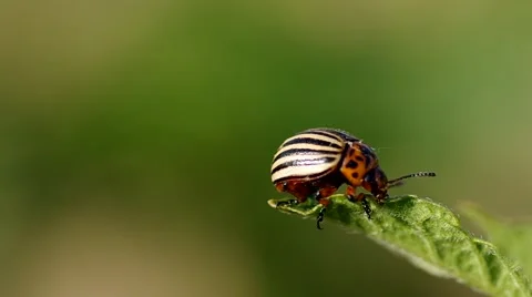 Striped colorado beetle Stock Footage 51643950
