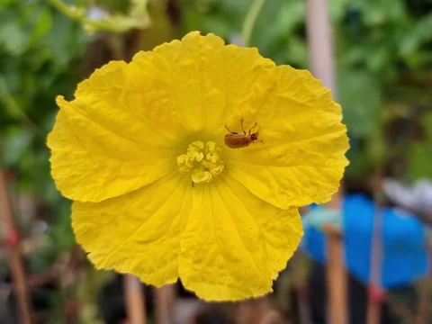 A striped cucumber beetle is walking on a fully bloomed yellow flower, sear.. Stock Footage 300071328