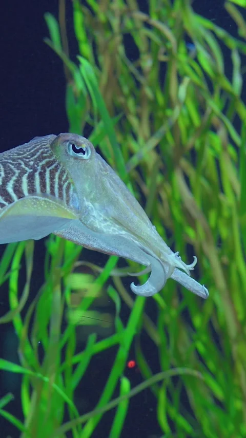 Striped cuttlefish hunting among tangled kelp, camouflage patterns flash as it Stock Footage 344726887
