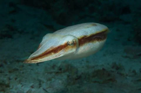 Striped cuttlefish Stock Photos