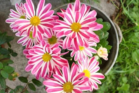 Striped daisies Stock Photos