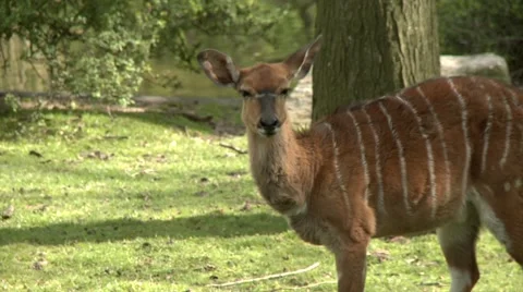 Striped deer Stock Footage 52816536