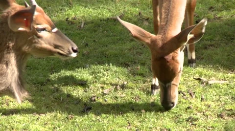 Striped deer grazing close up Stock Footage 52816498