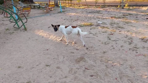A striped dog trots boldly when a stranger approaches.  for fear of danger Stock-Footage 256525981