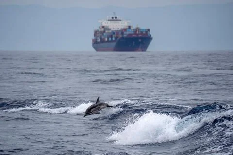 Striped Dolphin Leaping in Ocean Waves with Container Ship Behind Stock Photos