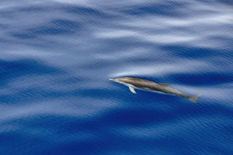 Striped dolphin stenella while jumping in velvet sea Stock Photos