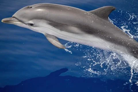 Striped dolphin stenella while jumping in velvet sea Stock Photos