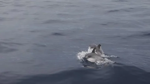 Striped dolphins jumping slow motion 240 fps Stock Footage 287226734