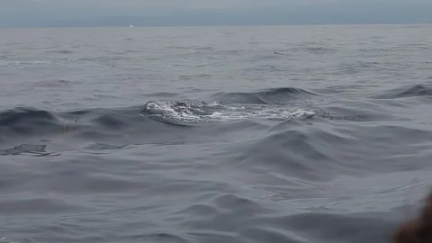 Striped dolphins jumping slow motion 240 fps Stock Footage 287226753