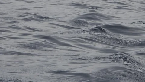 Striped dolphins jumping slow motion 240 fps Stock Footage 287226756