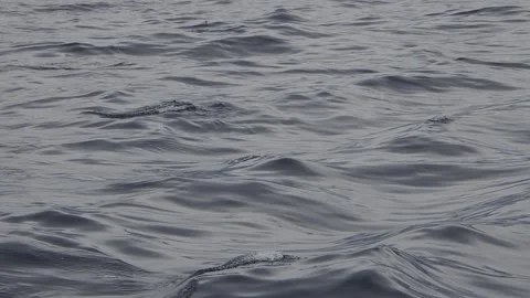 Striped dolphins jumping slow motion 240 fps Stock Footage 287226758