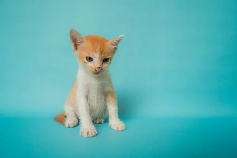 A striped domestic kitten about 1 month old posing on a turquoise background Stock Photos
