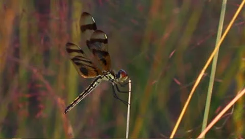 Striped dragonfly Stock Footage 8926984