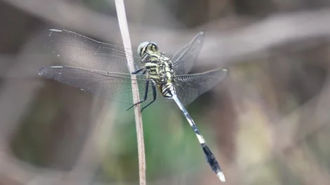 Striped Dragonfly Perched on Twig Stock Footage 311721014