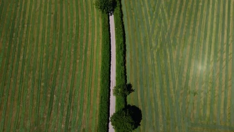 Striped East Devon Grassland Divided by Hedge Lined Country Lane Vídeo Stock 338163114