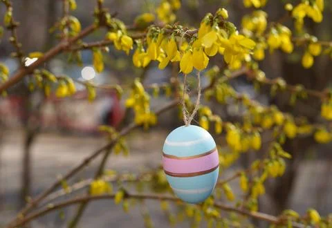 A striped Easter egg hangs on a sprig of forsythia with yellow flowers in t.. 写真素材
