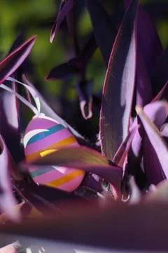 Striped easter egg hiding in purple plant leaves Stock Photos