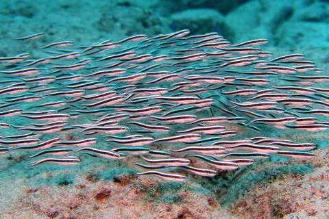 Striped eel cat fish juvenile near coral reef Stockfoto's