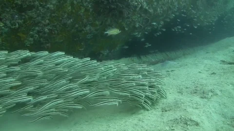 Striped eel catfish beside a shipwreck - plotosus lineatus Stock Footage 79864521