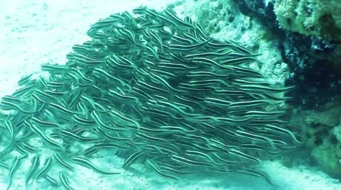 Striped eel catfish Stock Footage 12422945