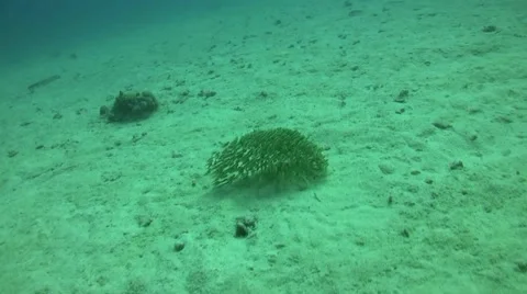 Striped eel catfish Video stock 52116284