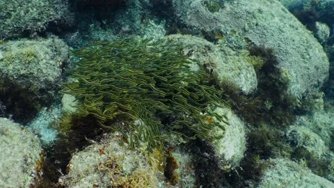 Striped eel catfish juveniles densely schooling on a rocky reef Stock Footage 346531198