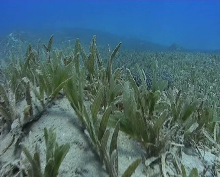 Striped eel catfish moving over a seagrass bed  Stock Footage 581045