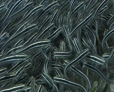 Striped eel catfish moving over a seagrass bed Stock Footage 581057