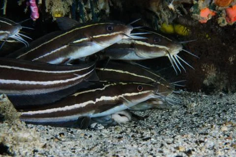 Striped eel catfish Stock Photos