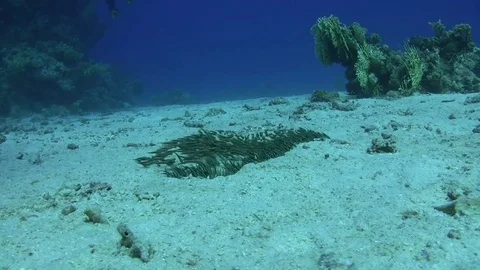Striped eel catfish on sandy bottom Stock Footage 73643589