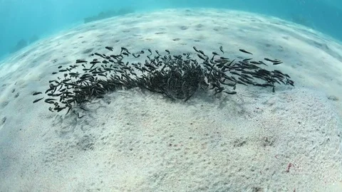 Striped Eel Catfish Schooling on Sandy Seafloor Vidéo 76845191