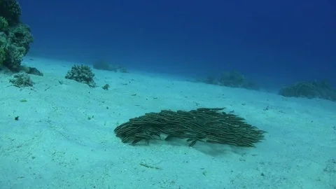 Striped eel catfishes rolling over sandy ground Video stock 73642967