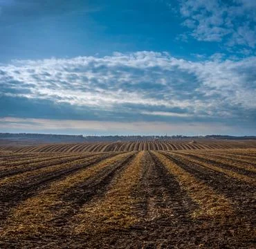 Striped farm fields, with rows of ploughed earth and stubble after harvesting Foto stock