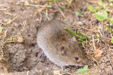 The striped field mouse Stock Photos